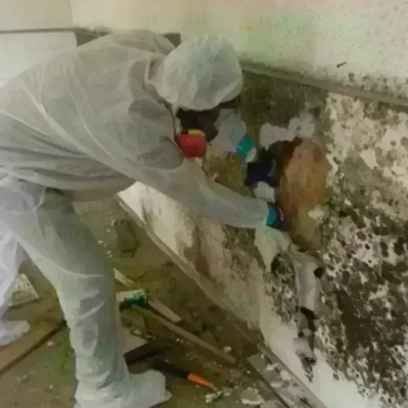 Mold Remediation and Removal in Spring Valley, MN